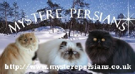 Mystere Persian cattery