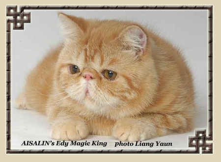 AISALIN's Edy Magic King