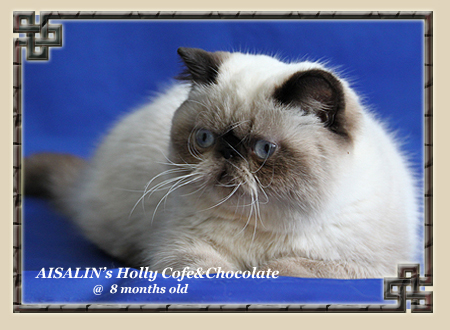 AISALIN's Holly Cofe&Chocolate