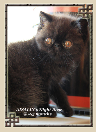 AISALIN's Night Rose