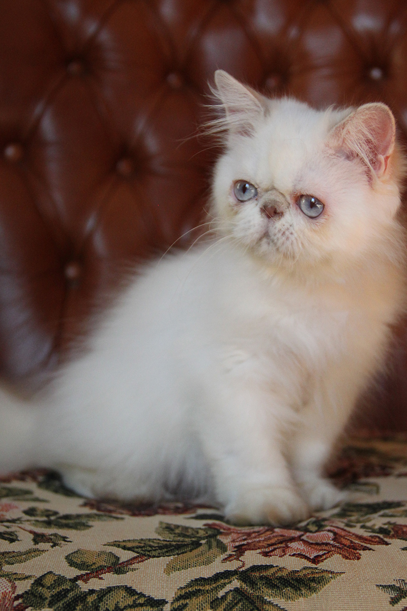 lilac lynx point persian