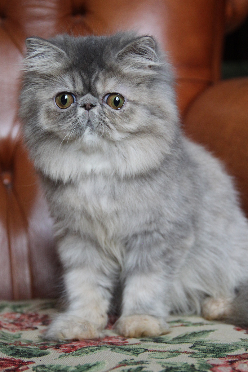 blue-cream tabby persian