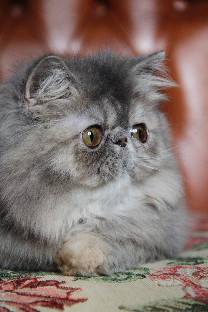 blue-cream tabby persian