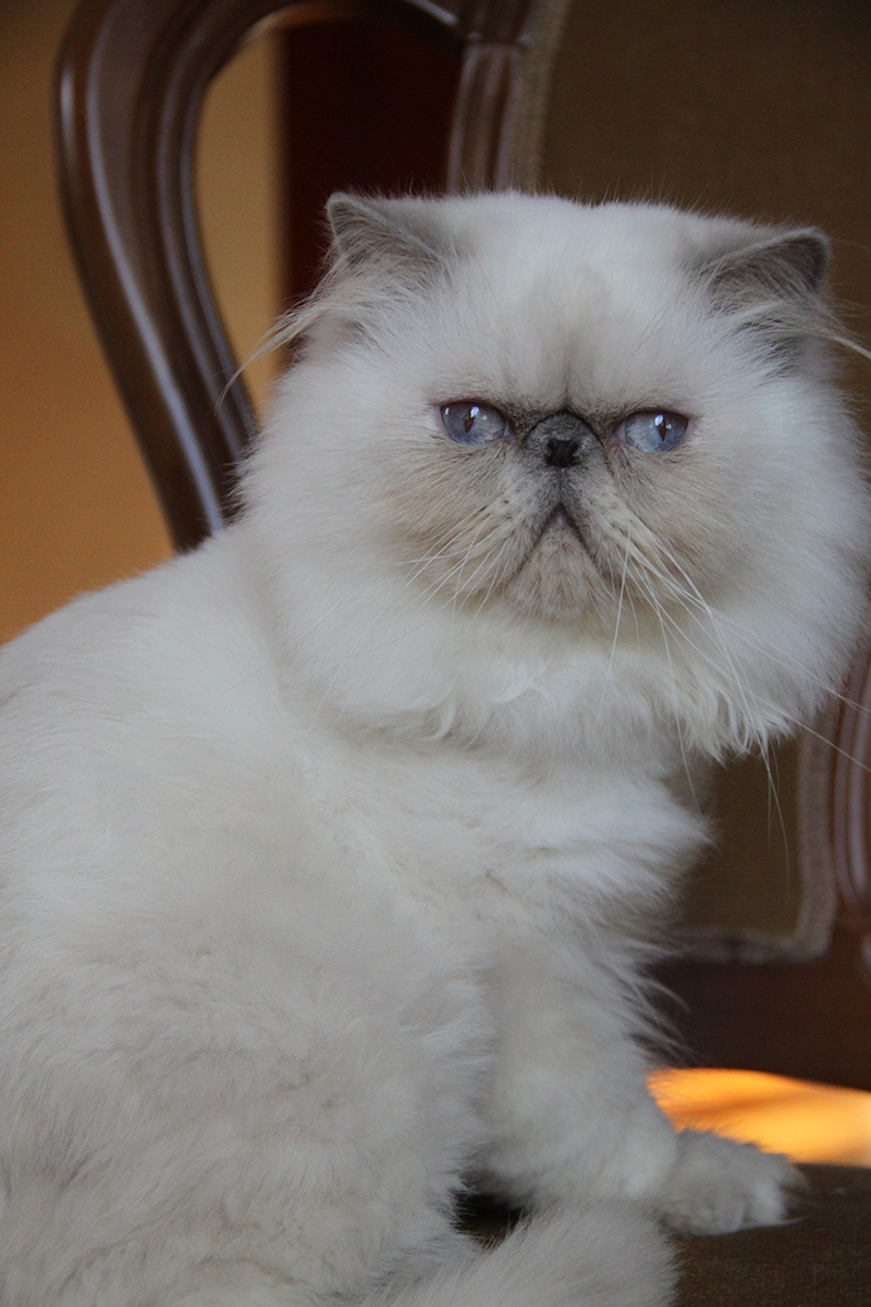 cream point persian