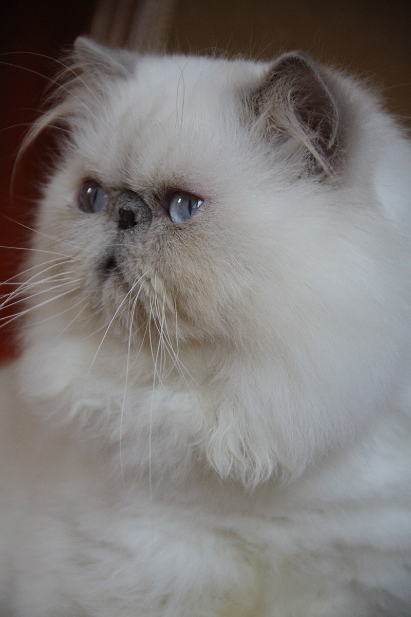 cream point persian