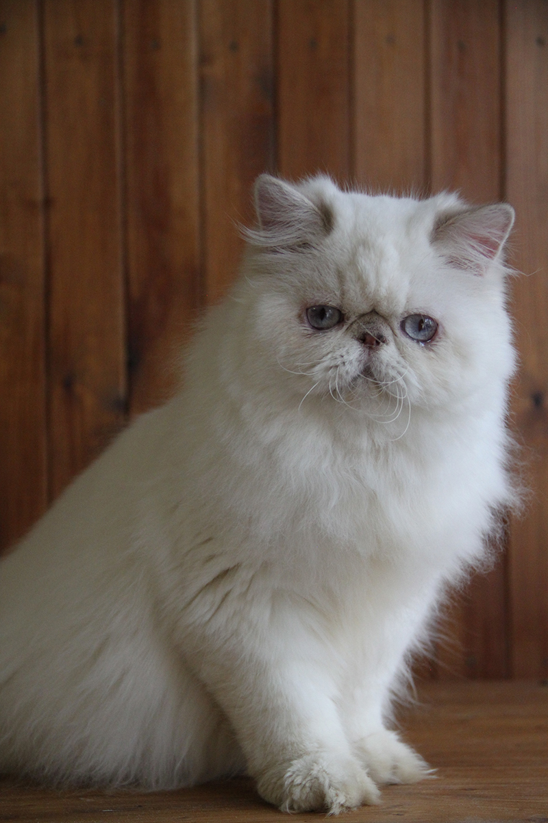 lilac lynx point persian