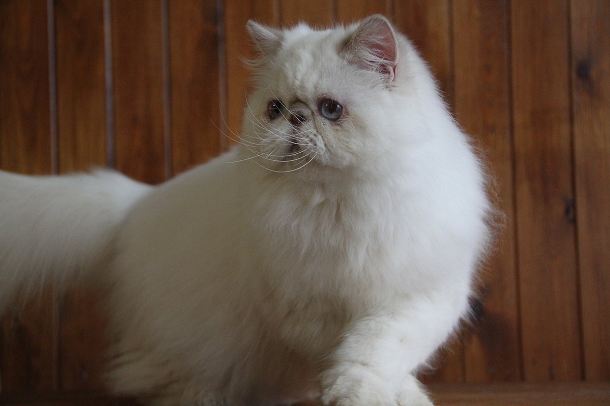 lilac lynx point persian