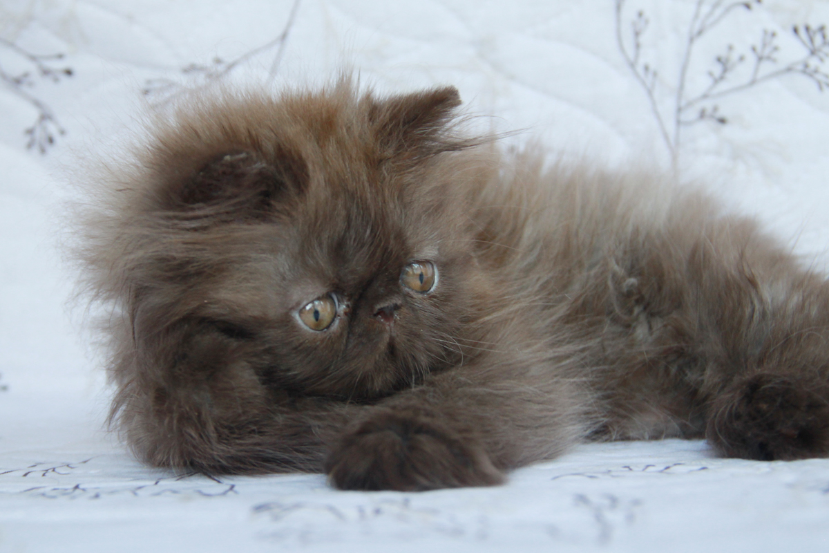 chocolate persian