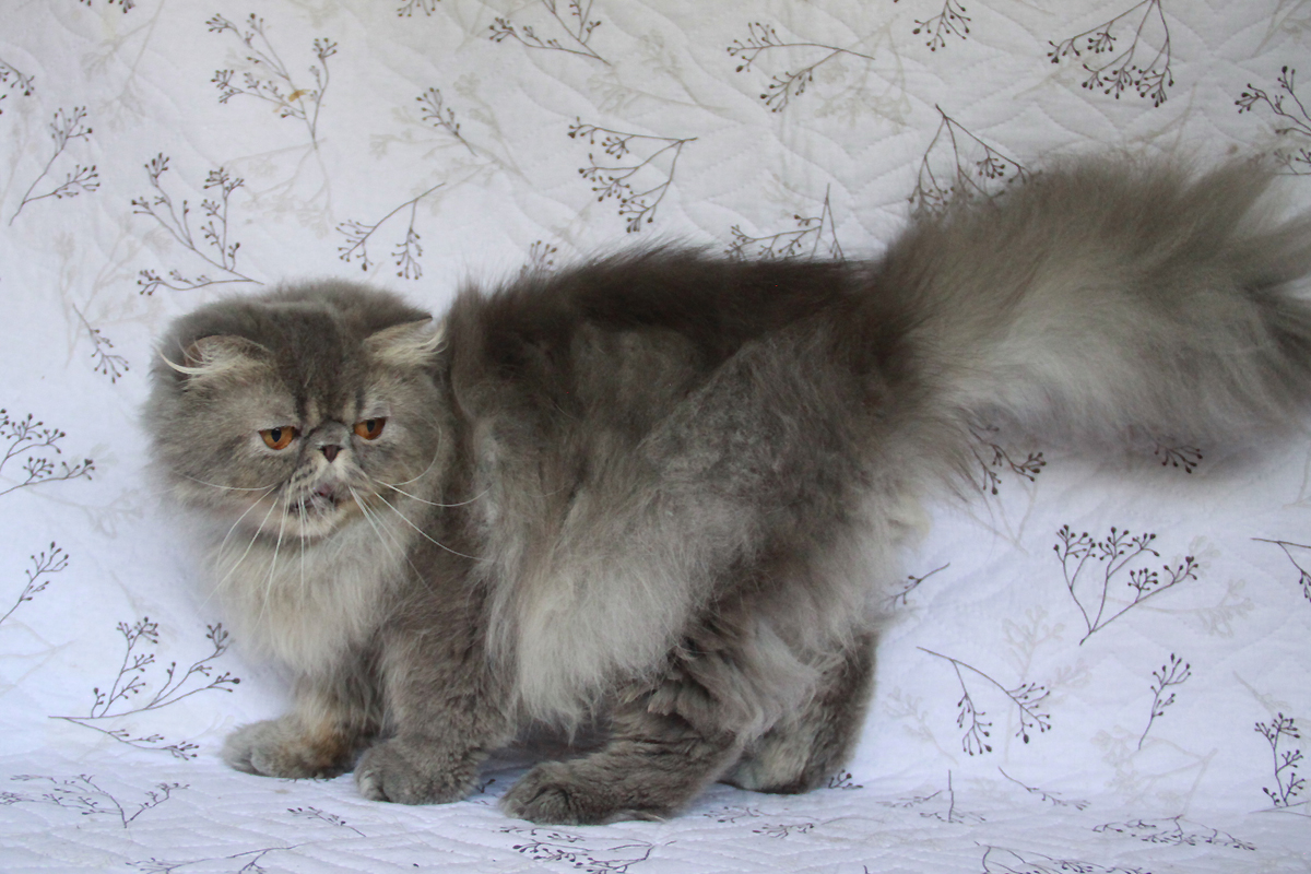 blue tabby persian