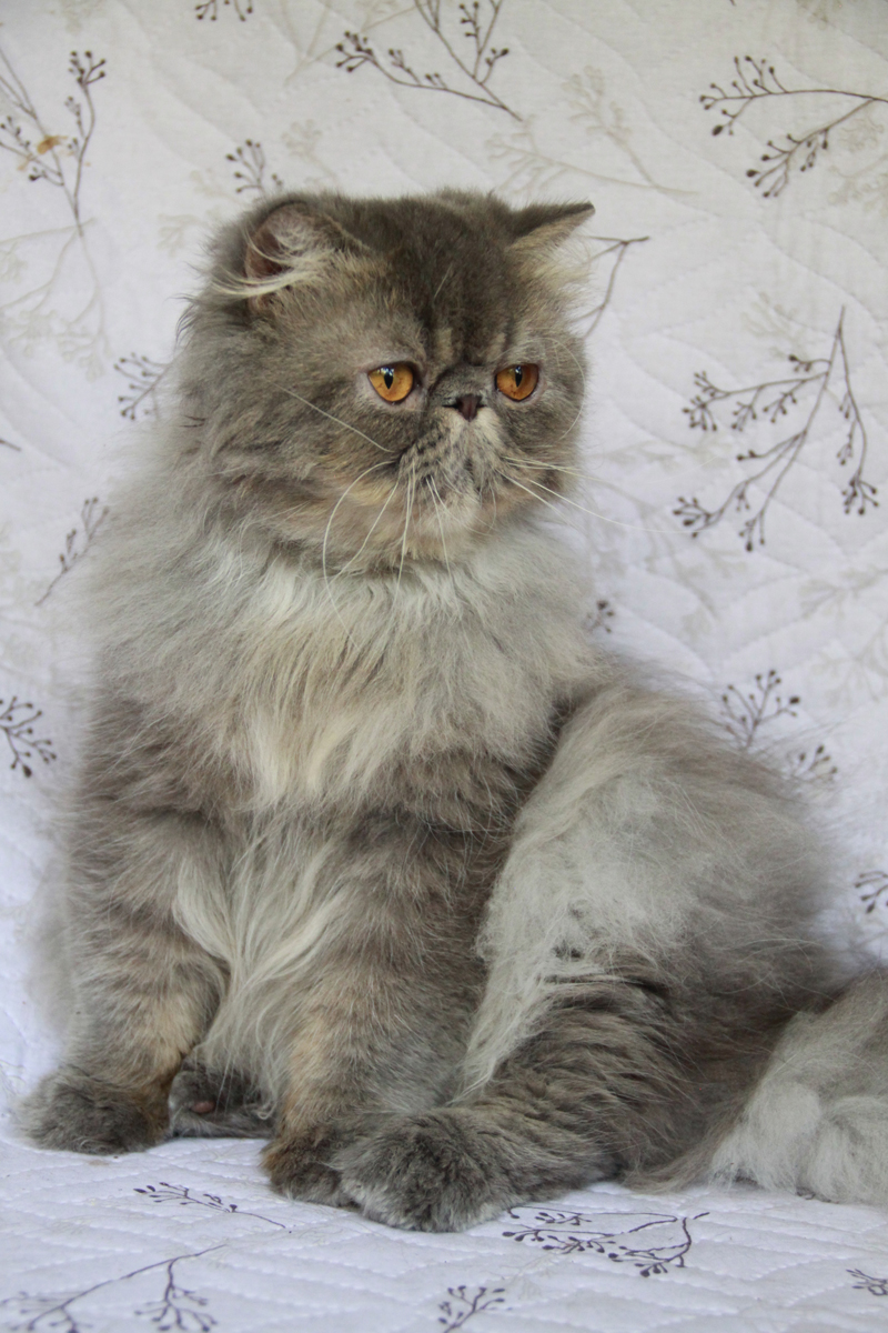 blue tabby persian