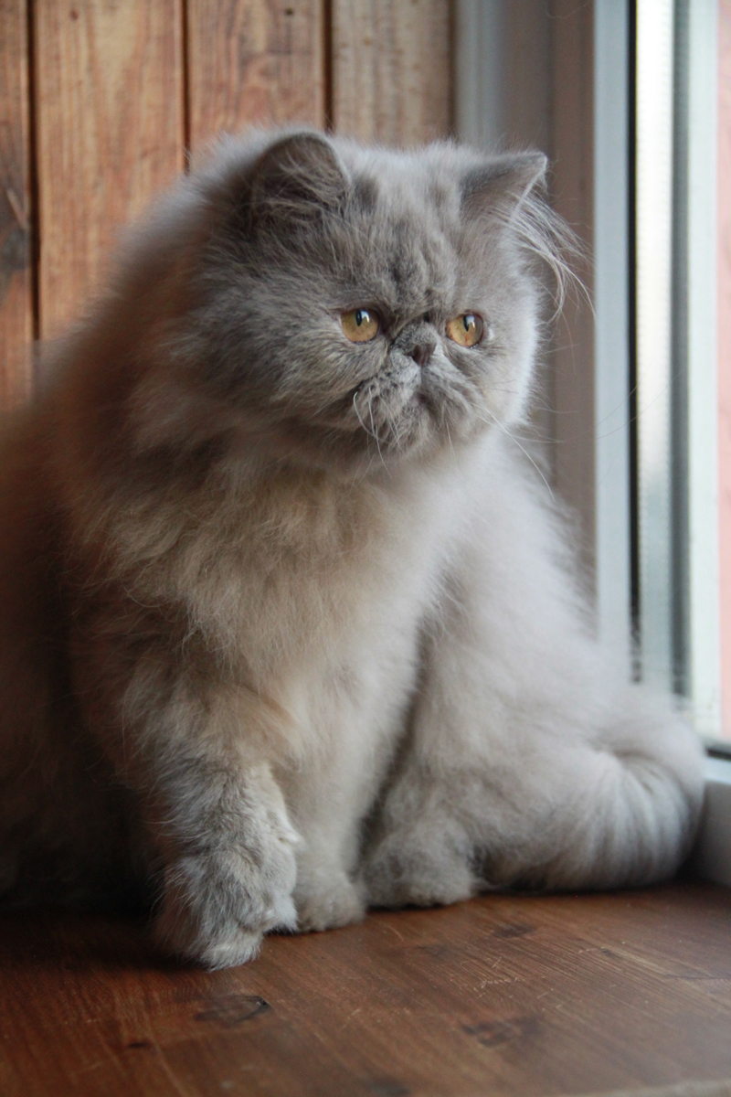 lilac persian