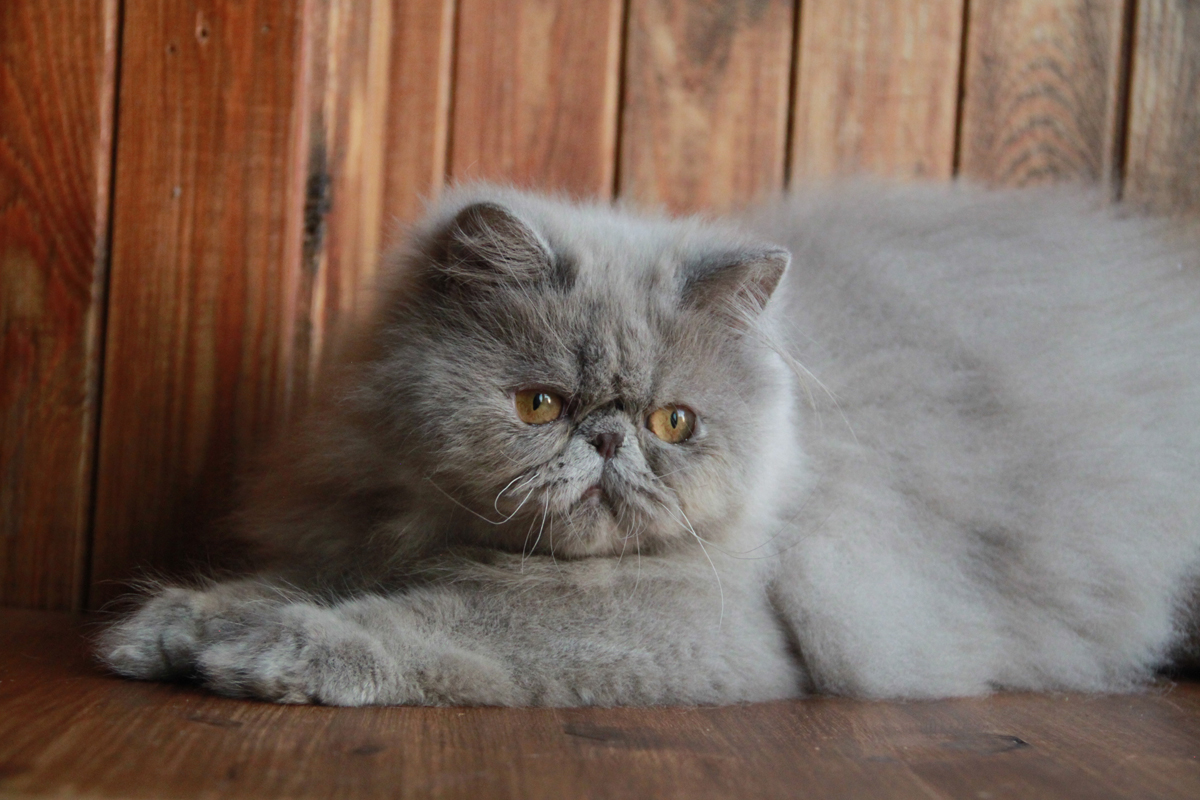 lilac persian