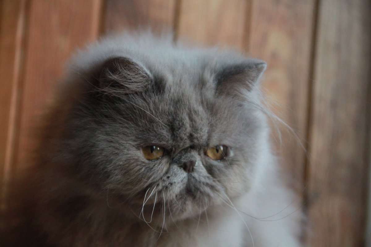 lilac persian