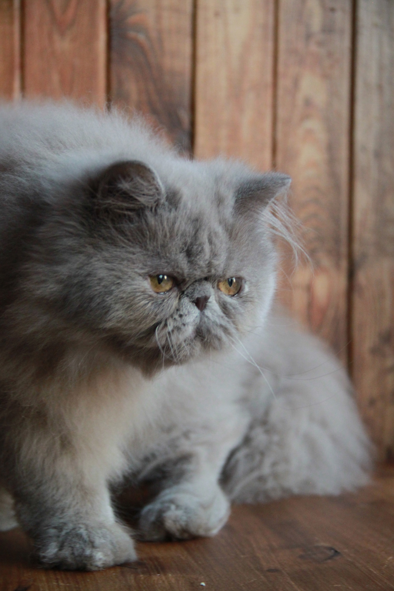 lilac persian